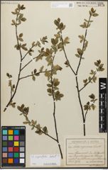 Foto von Salix myrsinifolia Salisb.